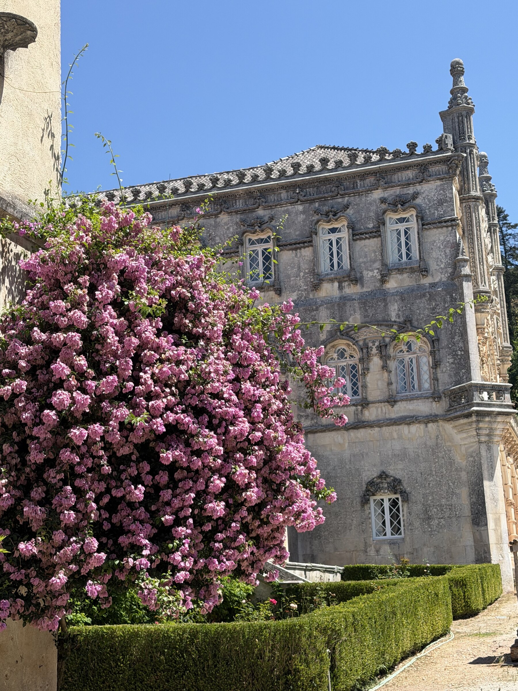 Blühender Bougainvillea an der Fassade des Palasts